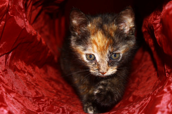 Jonah. Kittens for adoption at Oasis Animal Rescue, Oshawa, ON