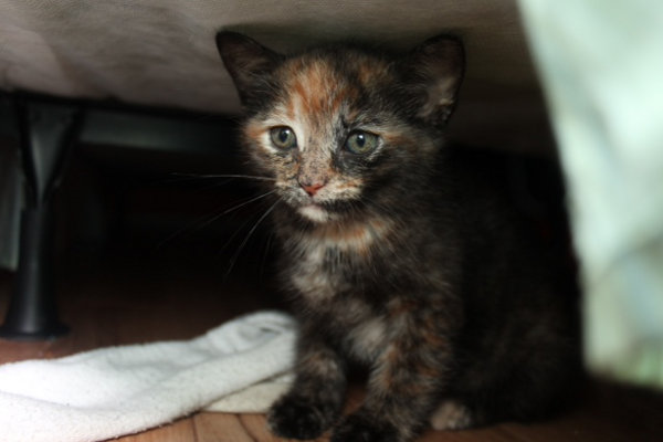 Jonah. Kittens for adoption at Oasis Animal Rescue, Oshawa, ON