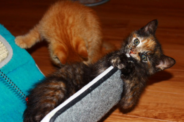 Kittens for adoption at Oasis Animal Rescue, Oshawa, ON
