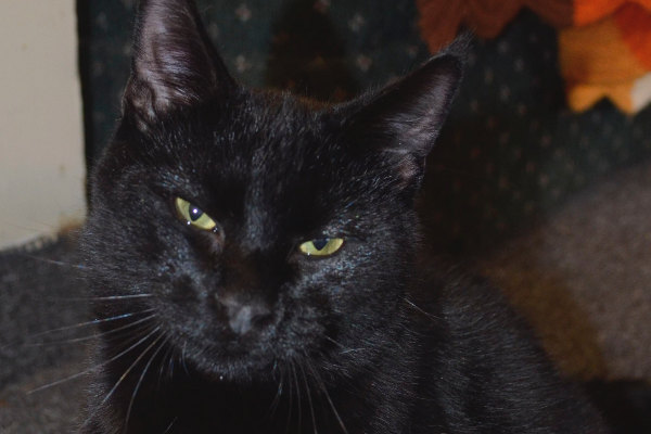 Black cat named Jordan for adoption.
