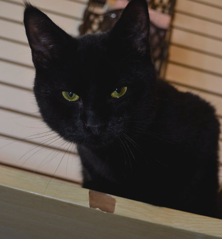 Black cat named Jordan for adoption.