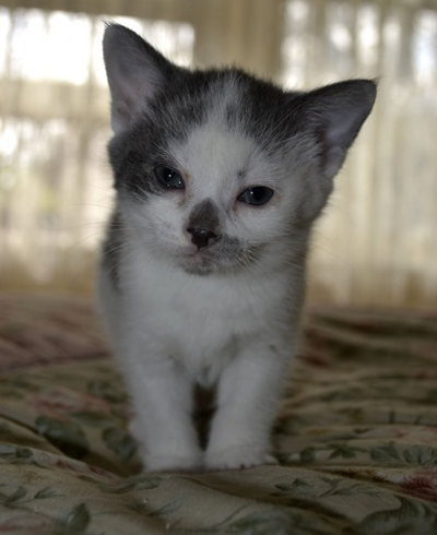 A kitten for adoption named Jubilee.