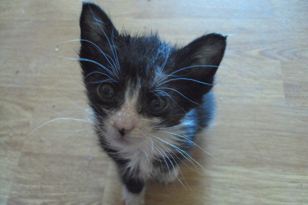 Kitten for adoption named Lorenzo