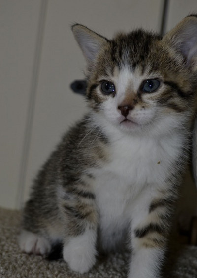 Kitten named MacDuff - available fo adoption