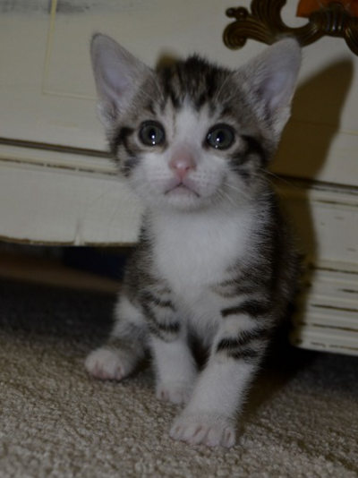 Kitten named 'MacEwan'. pet adoption