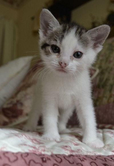 Adoptable kitten named MacIver - Adopted