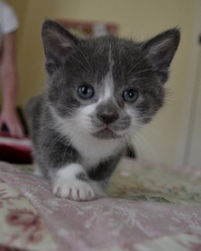 A kitten for adoption named Mojo
