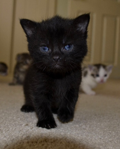 A kitten for adoption named 'Night'