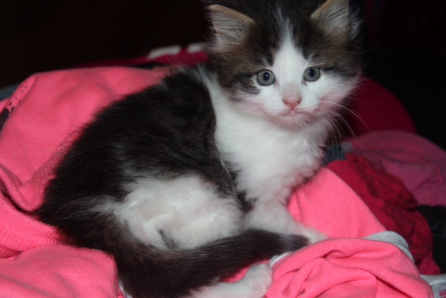 Kitten Rory is looking for a new home