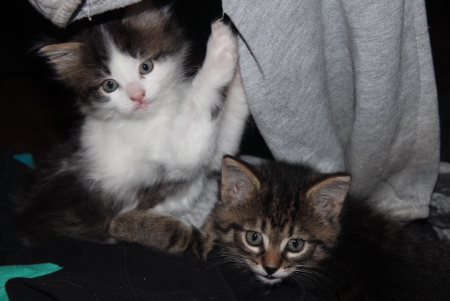 Kittens Rory and Logan playing hide and seek.