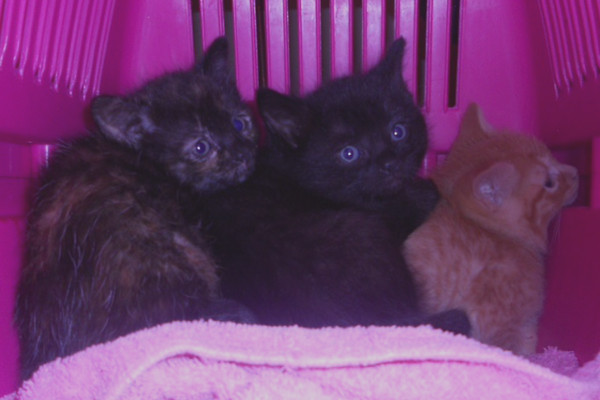 Kittens For Adoption