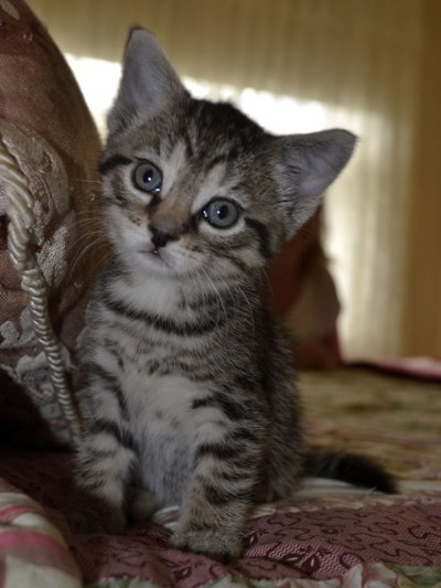 Kitten named Wallace