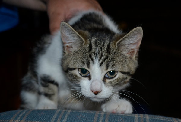 Kitten named Brooke for adoption. Stalking the camera