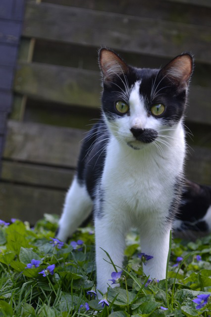 Flossie. Cat for adoption at oasisanimalrescue.ca