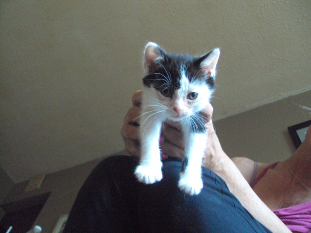 Hippy. A kitten for adoption.