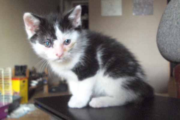 Hippy. A kitten for adoption.