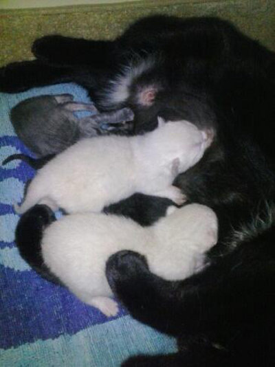 Daisy and her one week old kittens