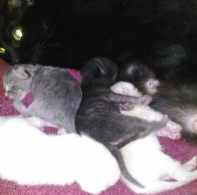 Daisy's kittens. For adoption.