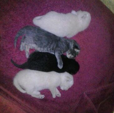 Daisy's four kittens. One is black, one is grey and two are white.