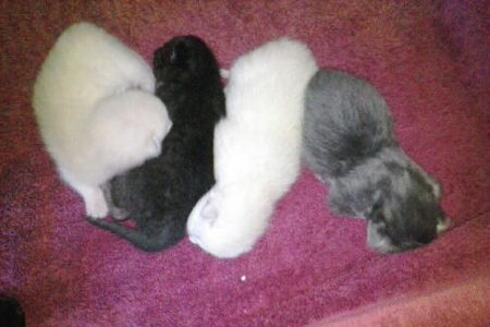 Daisy's kittens for adoption. Two white, one black and one grey.