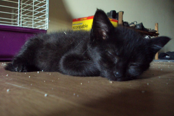 Kitten named Ryo. For adoption at Oasis Animal Rescue