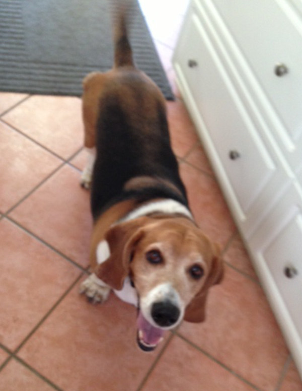 Basset Hound For Adoption named Charlie