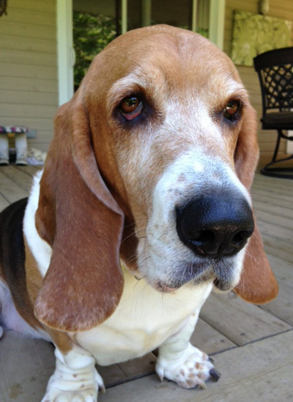 Adopt Basset Hound Charlie - contact Oasis Animal Rescue, Oshawa