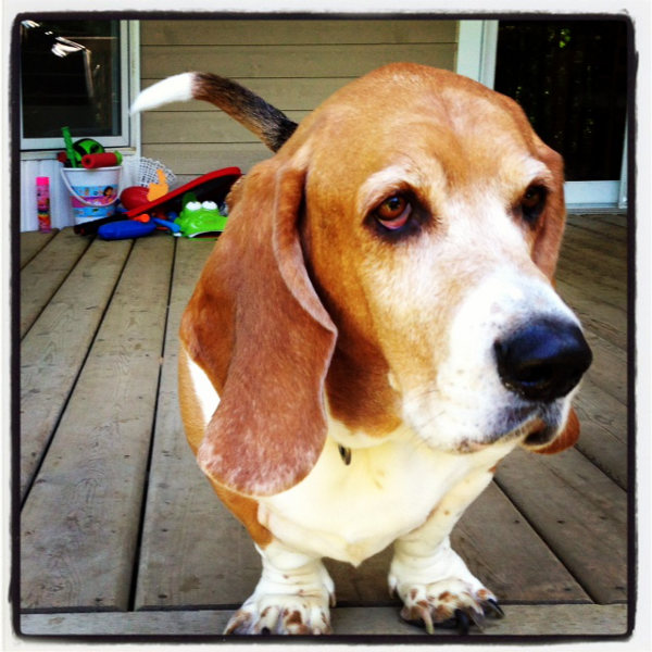 Charlie, a Basset Hound for re-homing / adoption