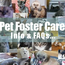 Pet Foster Care link to information and frequently asked questions