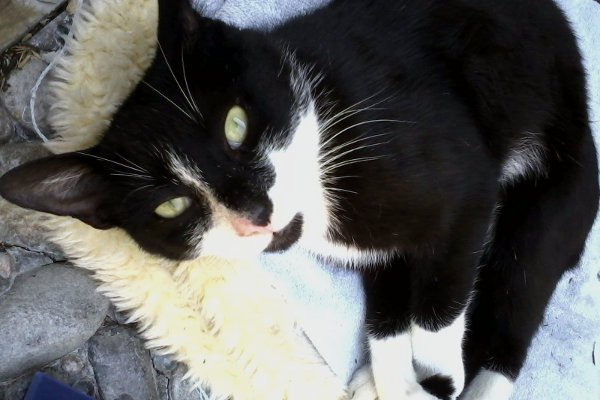 Hemingway, A cat for adoption at Oasis Animal Rescue, Oshawa