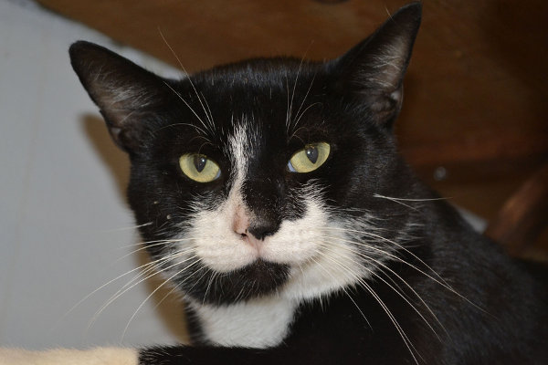 Adopt cat named Hemingway