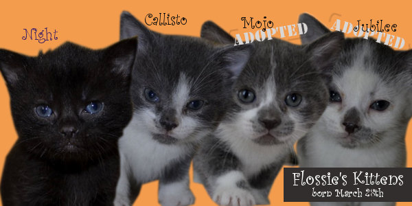 Flossie's Kittens for adoption