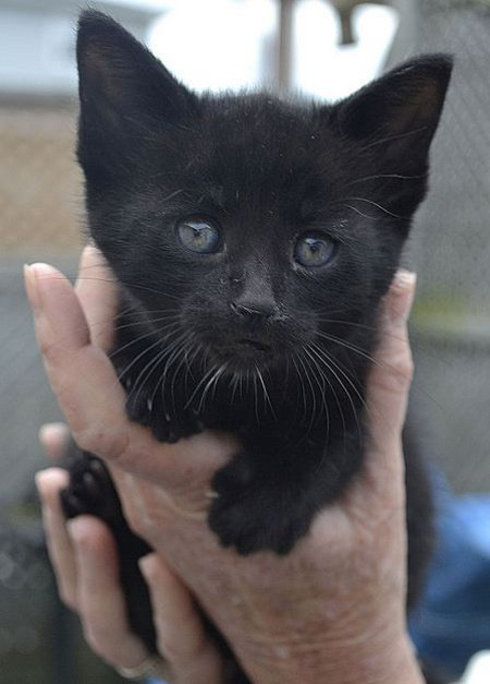 Kitten for adoption at Oasis Animal Rescue