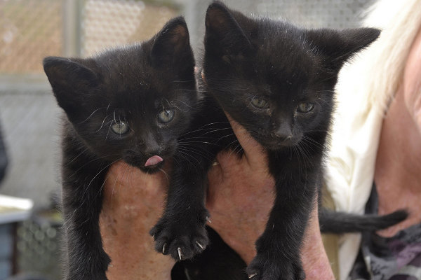 Kitten for adoption at Oasis Animal Rescue, Oshawa, ON