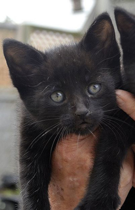 Kitten for adoption at Oasis Animal Rescue, Oshawa, ON