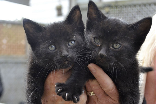 Kitten for adoption at Oasis Animal Rescue, Oshawa, ON