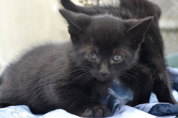 Kitten for adoption at Oasis Animal Rescue, Oshawa, ON