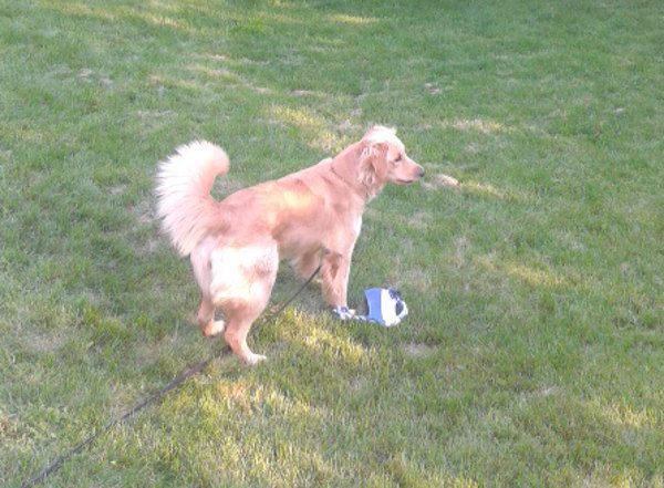 Dog for adoption. Tabitha enjoying her trip to the dog park.