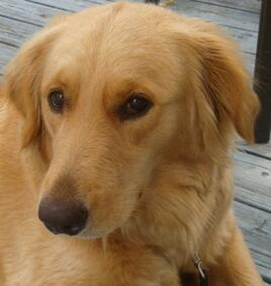 Tabitha. Lab, Golden cross dog for adoption