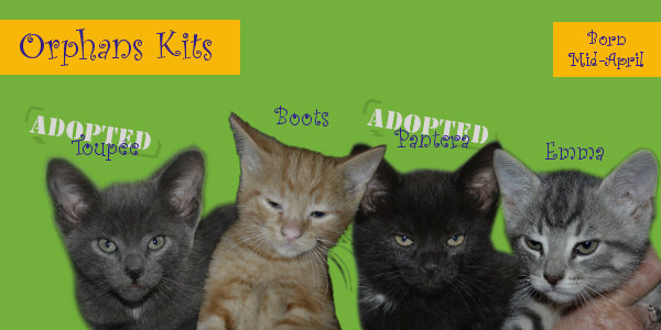 Kittens for adoption at Oasis Animal Rescue