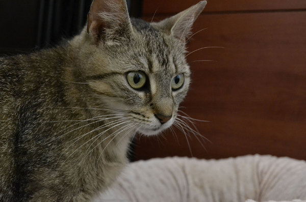 Blair, a cat for adoption at Oasis Animal Rescue, Oshawa, ON