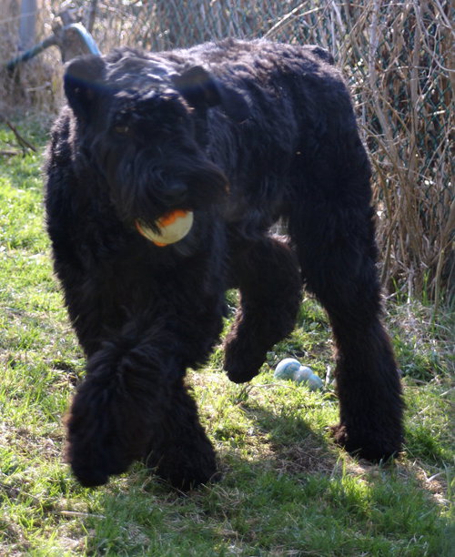 Charly. Bouvier/Golden Mix dog for adoption. Oasis Animal Rescue. Oshawa