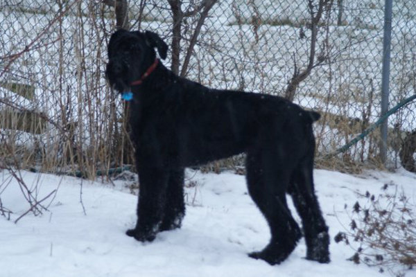 Charly. Bouvier/Golden Mix dog for adoption. Oasis Animal Rescue. Oshawa