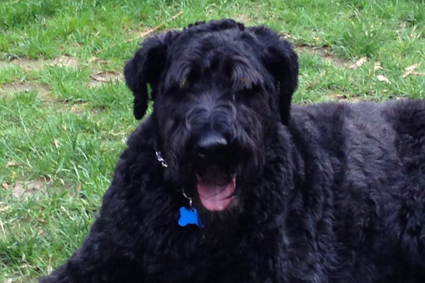 Charly. Bouvier/Golden Mix dog for adoption. Oasis Animal Rescue. Oshawa