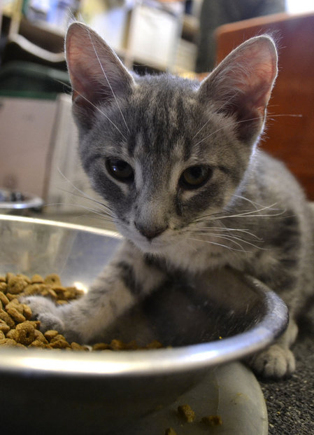 Emma. A kitten for adoption at Oasis Animal Rescue, Oshawa, ON
