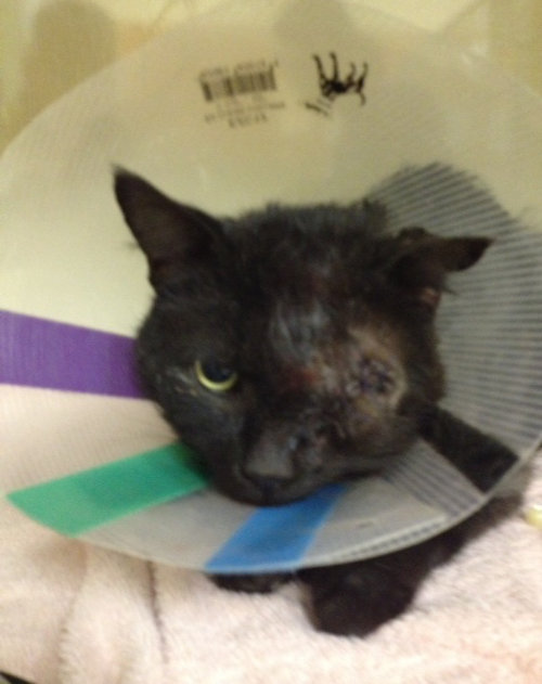 Knuckles with the " prescribed cone" after eye surgery. The eye was removed during the operation. Poor guy! 