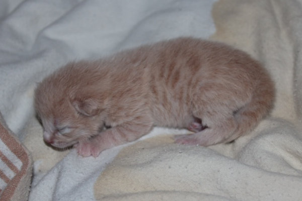 Kitten named Milo for adoption at Oasis Animal Rescue
