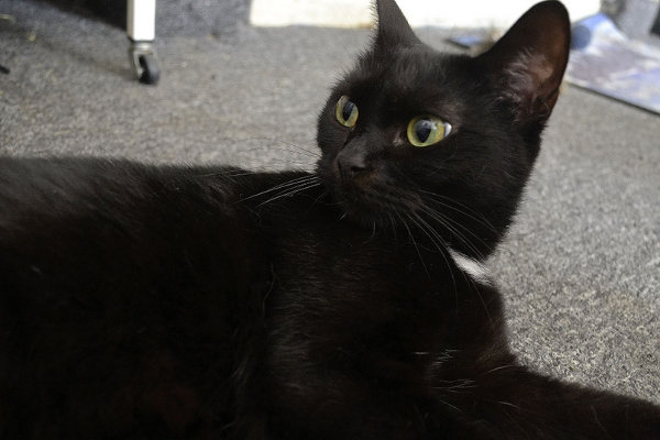Cat for adoption: Rose. Oasis Animal Rescue, Oshawa, On