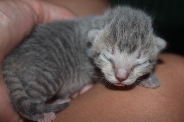 Kitten named Sassy (female) at four days old.