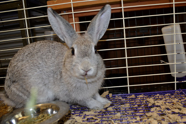 Rabbit named Silver. For adoption